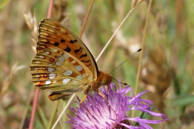 <i>Fabriciana adippe</i>