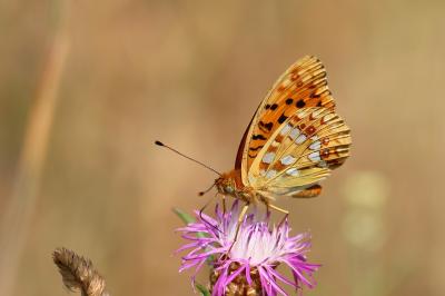 <i>Fabriciana adippe</i>