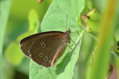 <i>Aphantopus hyperantus</i>