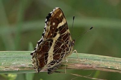 <i>Araschnia levana</i>