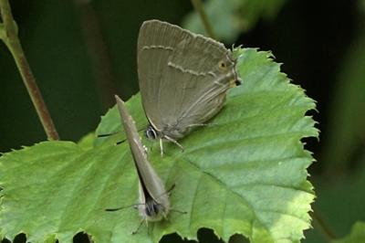 <i>Quercusia quercus</i>