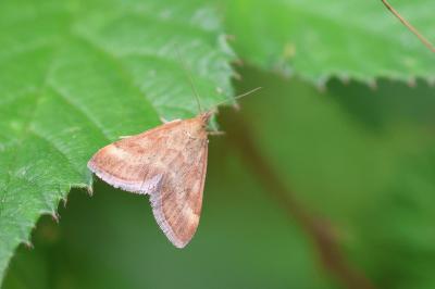<i>Pyrausta despicata</i>