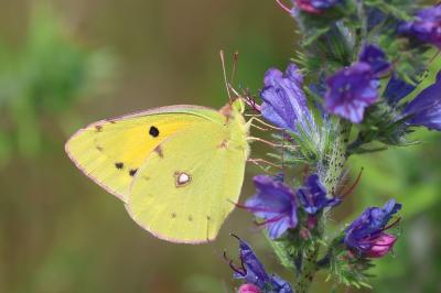 <i>Colias crocea</i>