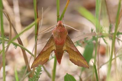 <i>Deilephila porcellus</i>