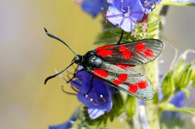 <i>Zygaena filipendulae</i>
