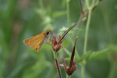 <i>Thymelicus acteon</i>