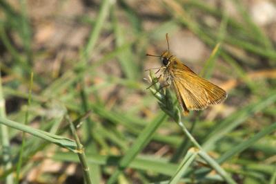 <i>Thymelicus acteon</i>