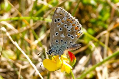 <i>Lysandra bellargus</i>