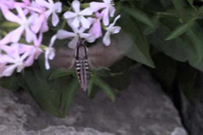 <i>Hyloicus pinastri</i>
