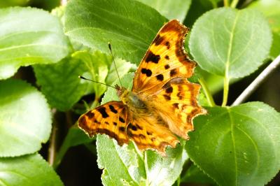 <i>Polygonia c-album</i>