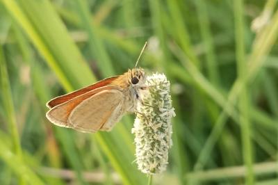 <i>Thymelicus sylvestris</i>
