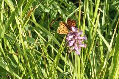 <i>Boloria dia</i>