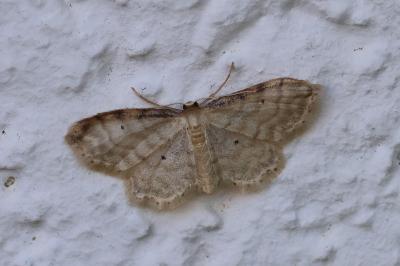 <i>Idaea fuscovenosa</i>