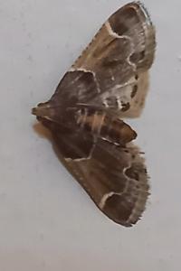 <i>Pyralis farinalis</i>
