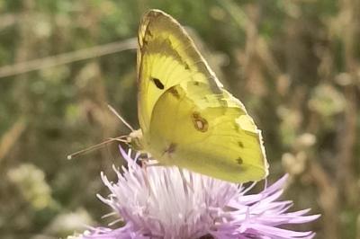 <i>Colias</i>