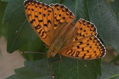 <i>Speyeria aglaja</i>