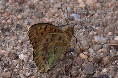 <i>Speyeria aglaja</i>