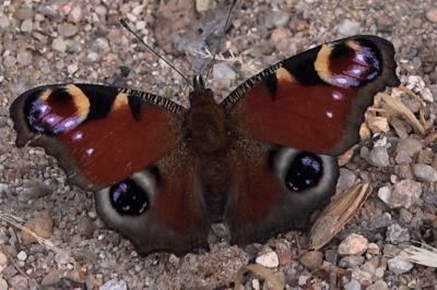<i>Aglais io</i>