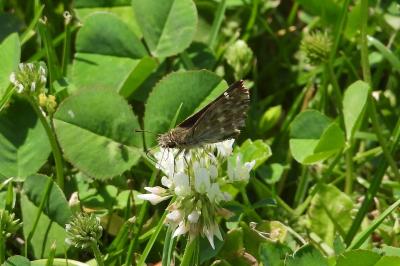 <i>Carcharodus alceae</i>