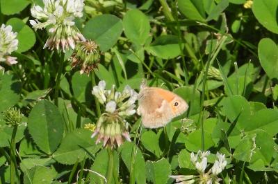 <i>Coenonympha pamphilus</i>