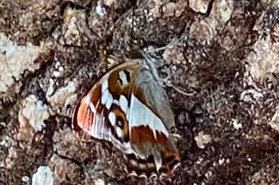 <i>Apatura iris</i>