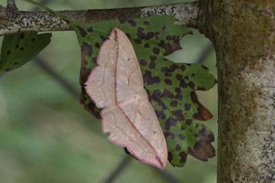 <i>Timandra comae</i>