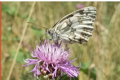 <i>Melanargia galathea</i>