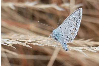 <i>Polyommatus icarus</i>