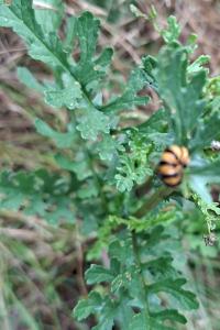 <i>Tyria jacobaeae</i>