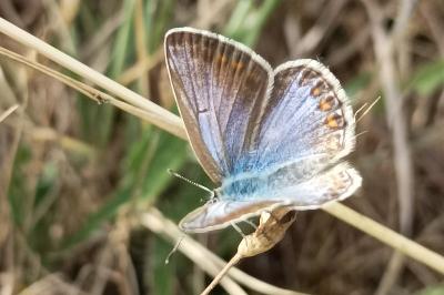 <i>Polyommatus icarus</i>
