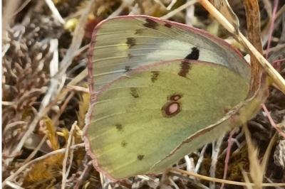 <i>Colias</i>