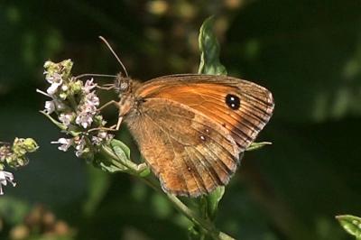 <i>Pyronia tithonus</i>