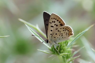 <i>Lycaena tityrus</i>