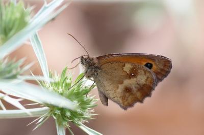 <i>Pyronia tithonus</i>