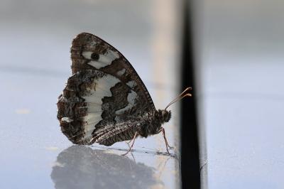 <i>Brintesia circe</i>