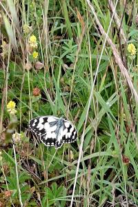 <i>Melanargia galathea</i>