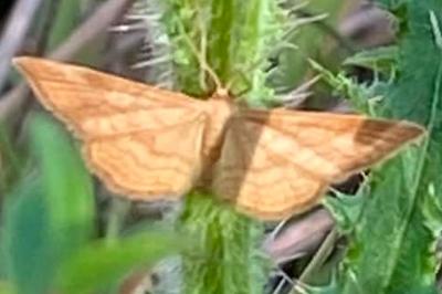 <i>Idaea ochrata</i>