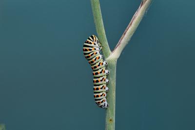<i>Papilio machaon</i>