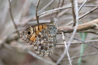 <i>Lasiommata megera</i>
