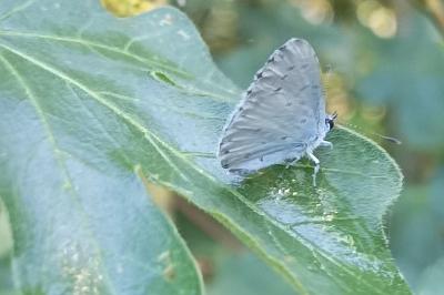 <i>Celastrina argiolus</i>