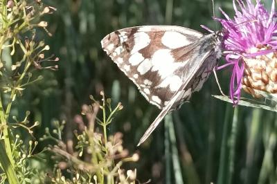 <i>Melanargia galathea</i>