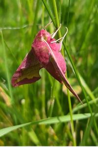 <i>Deilephila porcellus</i>