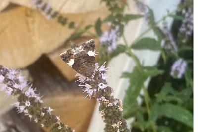 <i>Tyta luctuosa</i>