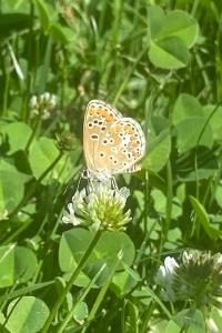 <i>Aricia agestis</i>