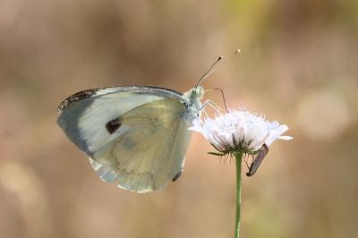 <i>Pieris brassicae</i>