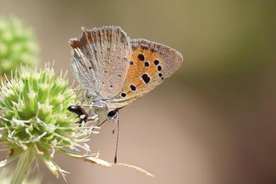<i>Lycaena phlaeas</i>