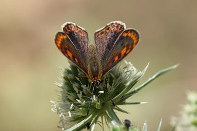 <i>Lycaena tityrus</i>