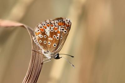 <i>Aricia agestis</i>