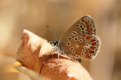 <i>Polyommatus icarus</i>