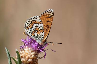 <i>Melitaea cinxia</i>